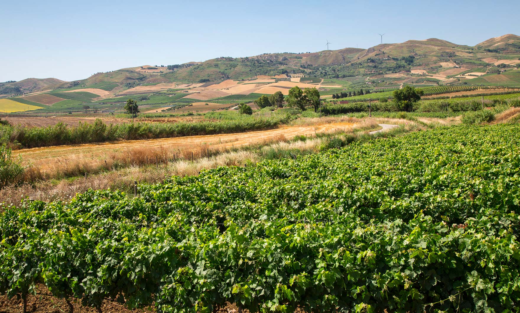 “La Calabria non è più la cenerentola del vino, ma una terra con una forte e marcata identità produttiva.”