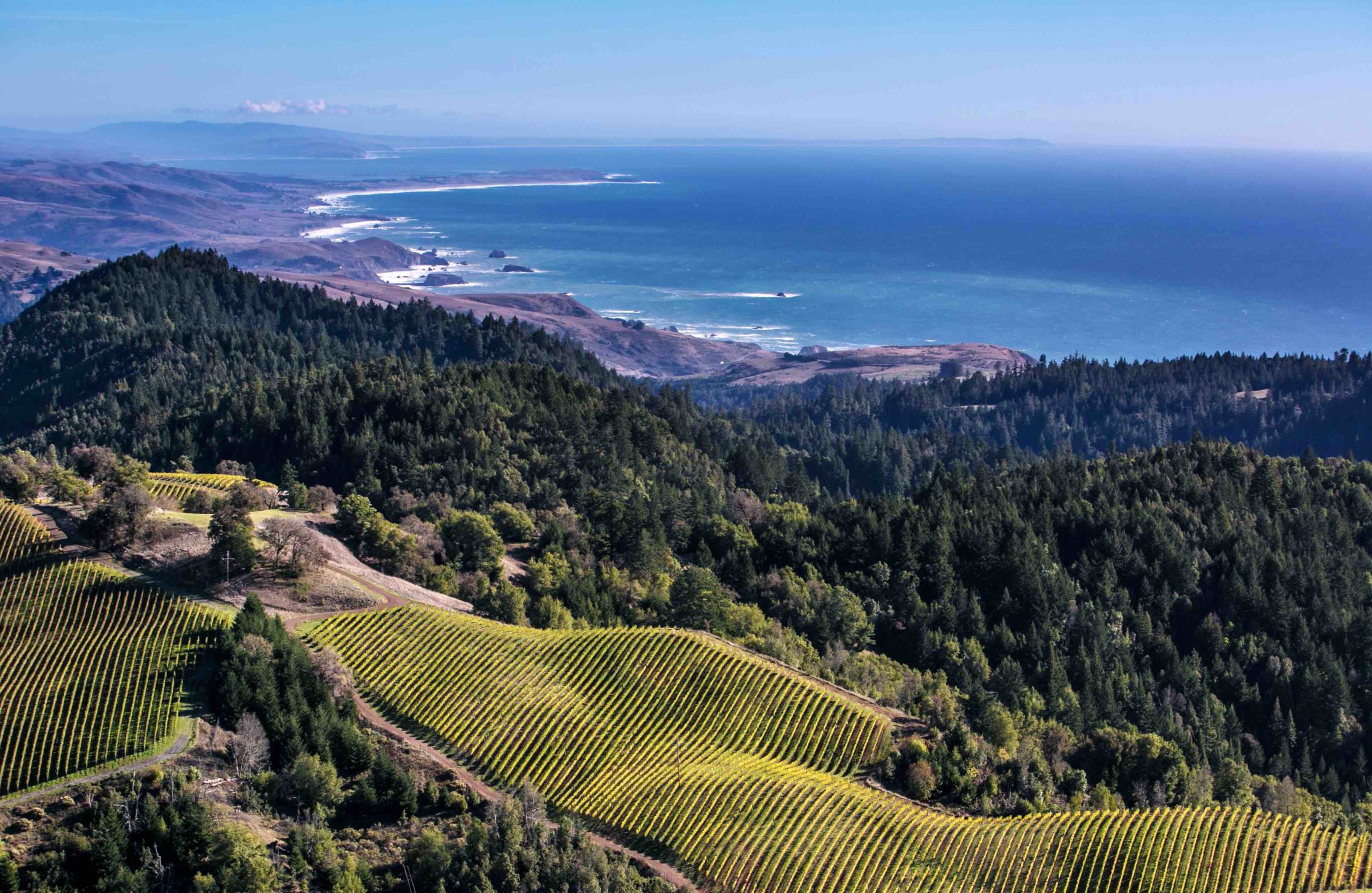 California rosé wines bring a sense of exploration