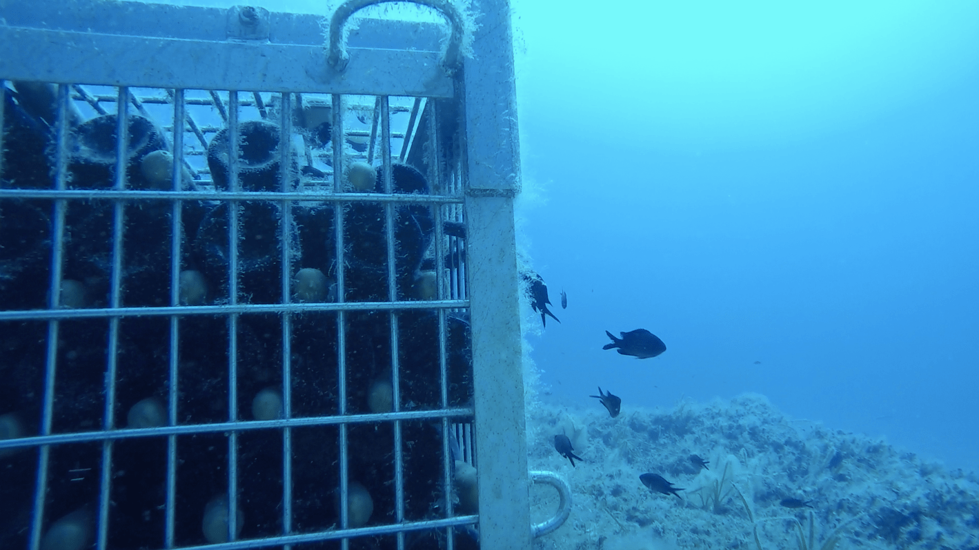 Akènta Sub: the fascinating underwater wine from Sardinia