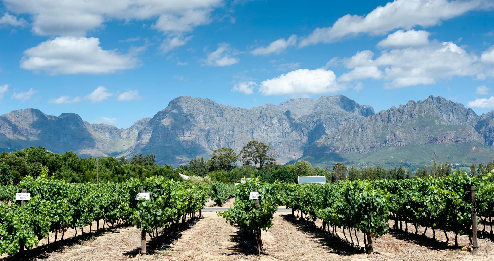 El CMB abre sus puertas a los vinos de Cepas Criollas de América Latina este 2025