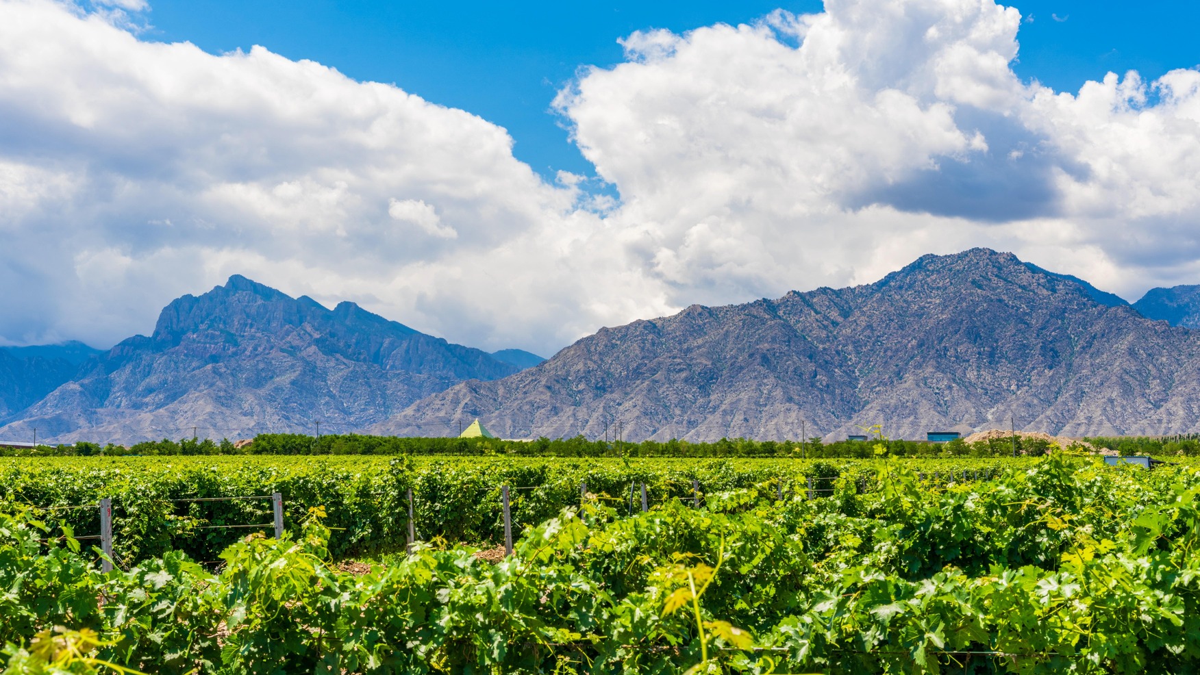 The fascinating origins of chinese viticulture