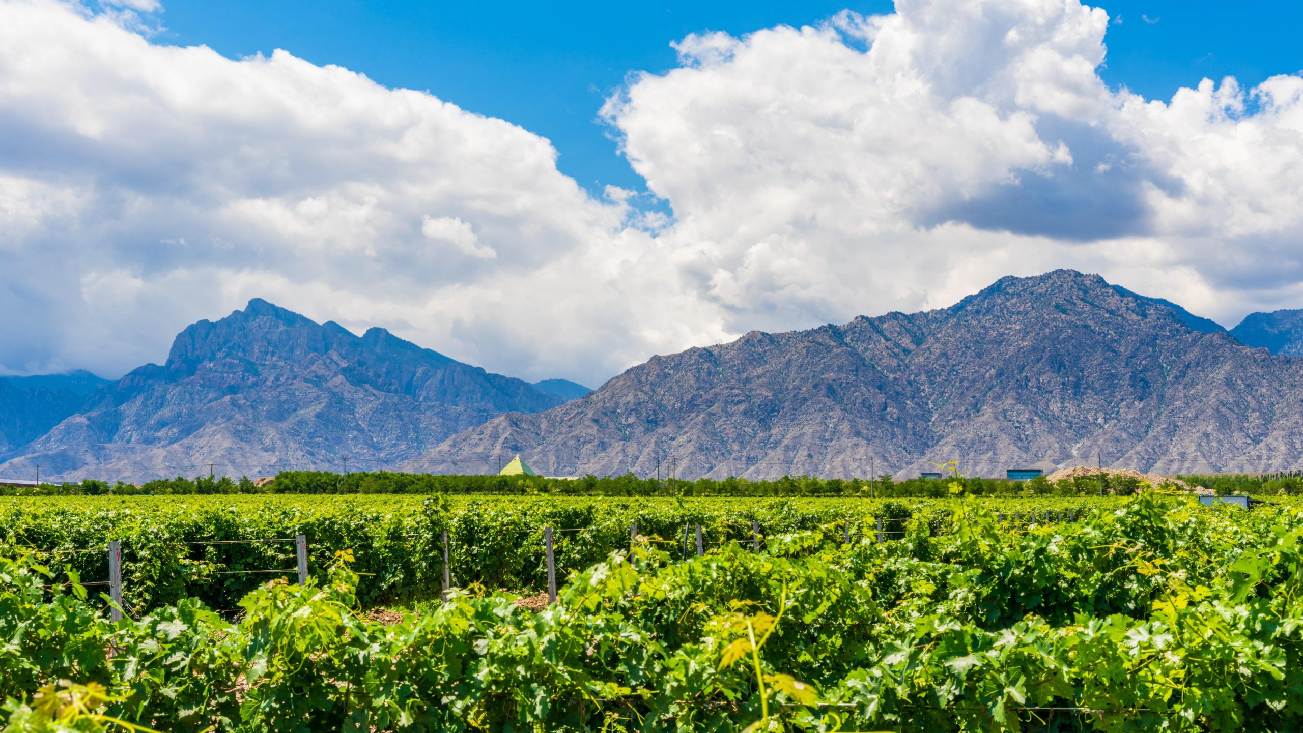 Les origines fascinantes de la viticulture chinoise 